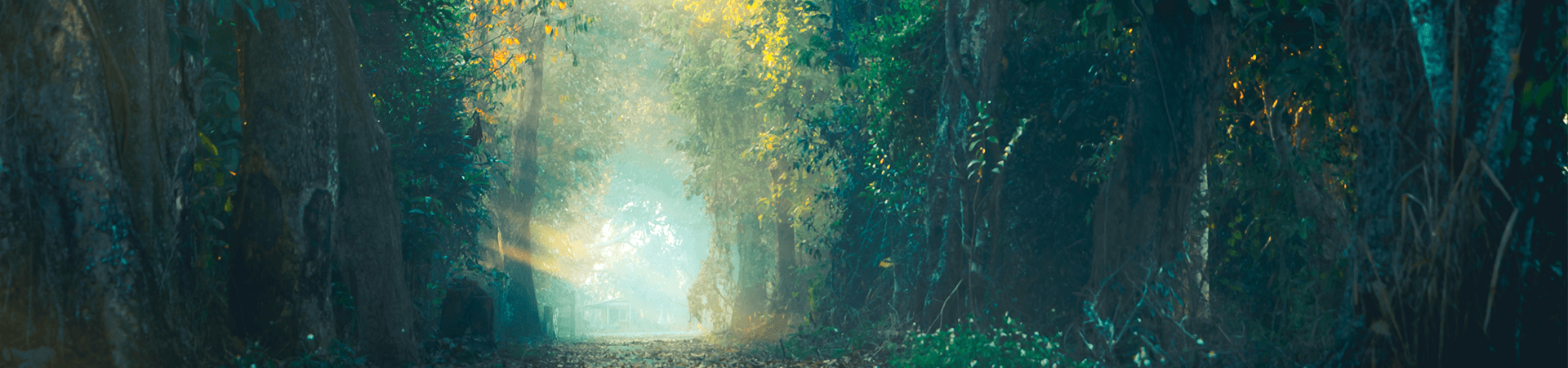 Photo d'une forêt avec un echemin entre les arbres qui mène à la lumière.